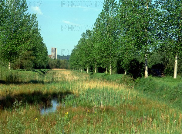 Ile-de-France : Bois de la Commanderie
Le marais de Larchant