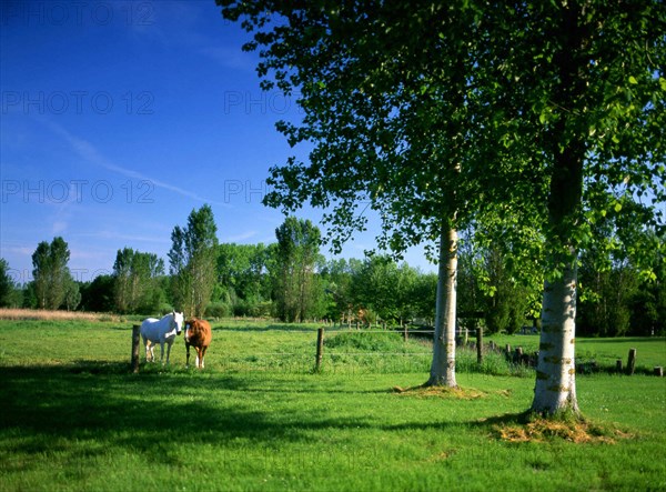 Ile-de-France : Bois de la Commanderie
Le marais de Larchant