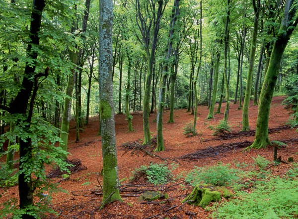 Bourgogne : le Mont Préneley et les sources de l'Yonne : hêtraie