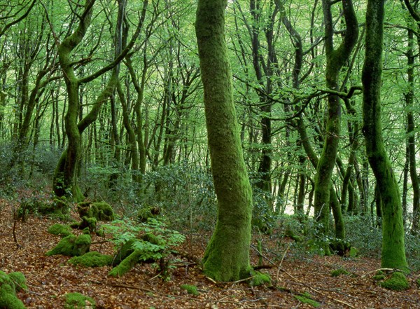 Bourgogne : le Mont Préneley et les sources de l'Yonne : hêtraie à houx au sud de l'étang de Rangère