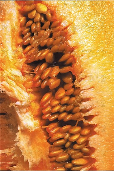 Melon flesh, close-up