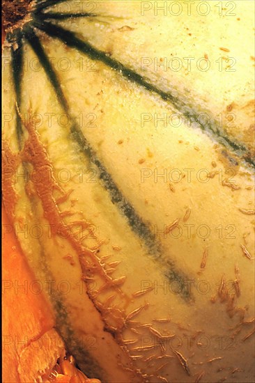 Melon flesh, close-up