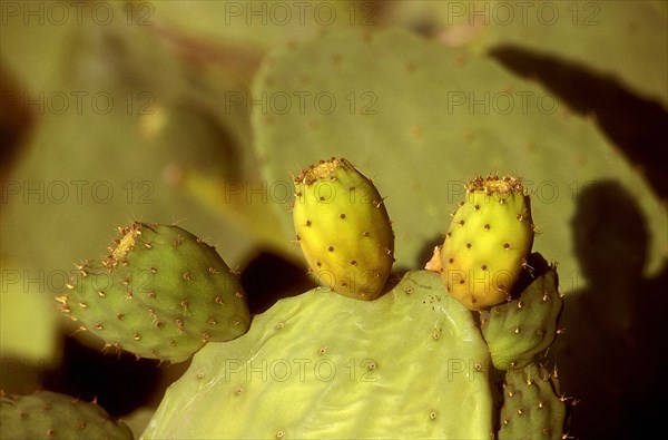 Cactus