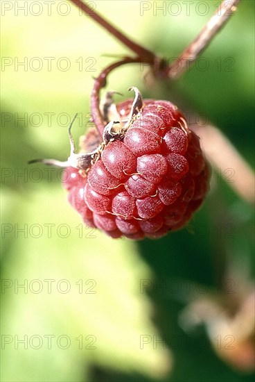 Framboise