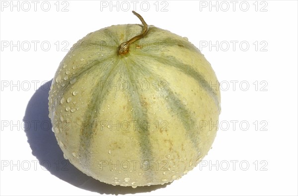 Melon