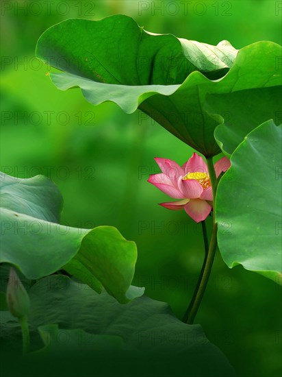 Fleurs de lotus