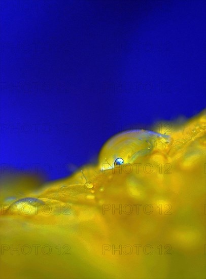 Gouttes d'eau sur une fleur de luffa