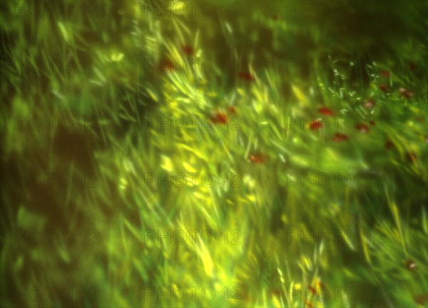 Painted canvas tarp. Vegetation