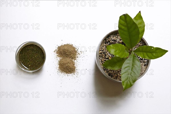 Plants used for the ayahuasca
