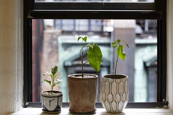 Plantes servant à fabriquer l'ayahuasca