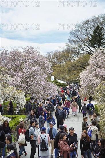 Jardin botanique de New York