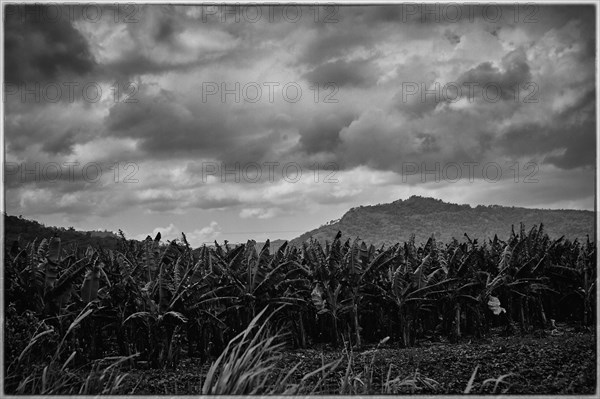 Reportage in Jamaica