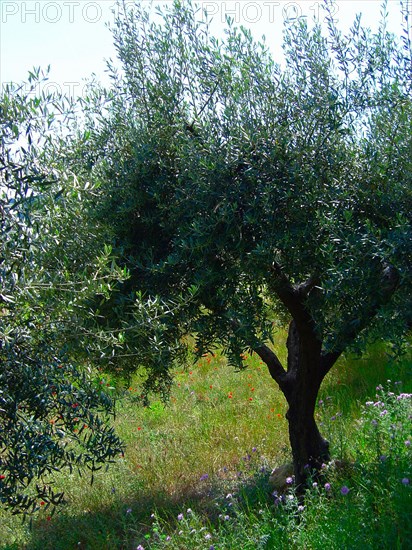 Provence