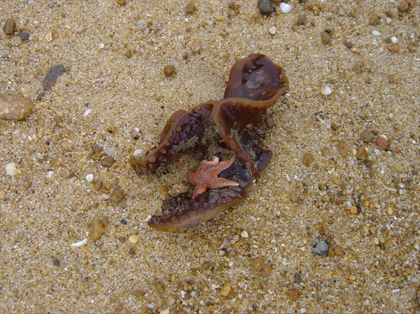 Côte Atlantique