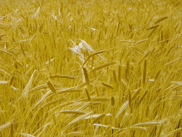 Provence, blés d'or en été