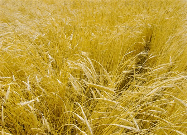 Provence, blés d'or en été