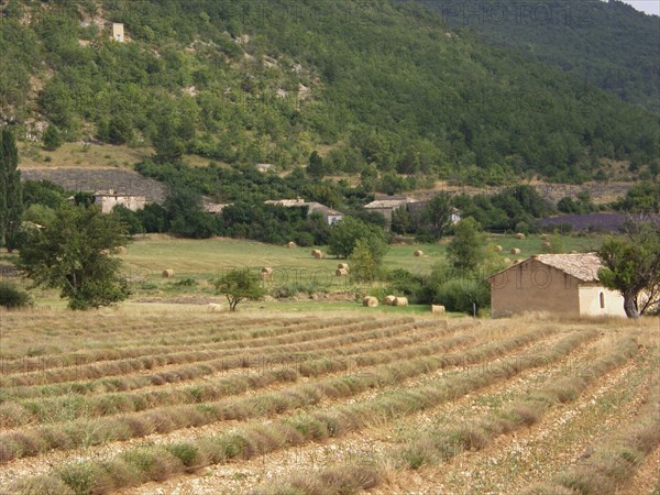 Provence, champs de lavande et collines provencales, meules de foin