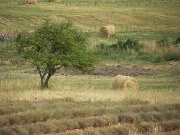 Provence, champs de lavande et meules de foin en été