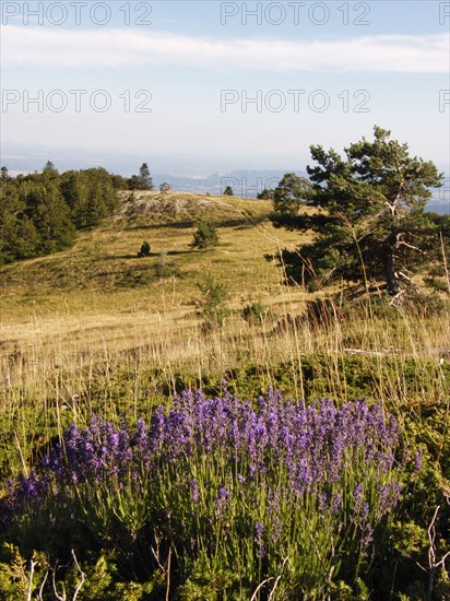Provence290 Collines provençales, lavande de montagne, Montagne de Lure, Alpes de Haute Provence