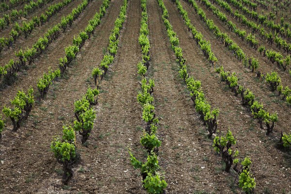 Provence426 Provence, village, vignoble, vignes de vin de Bandol