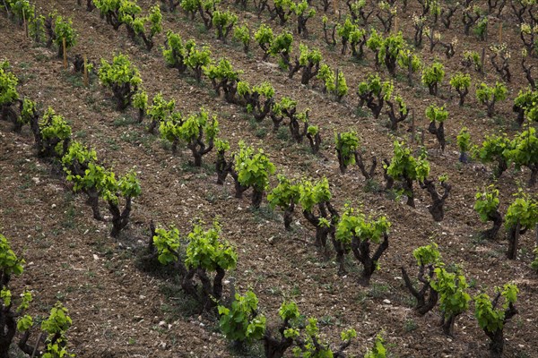Provence427 Provence, village, vignoble, vignes de vin de Bandol