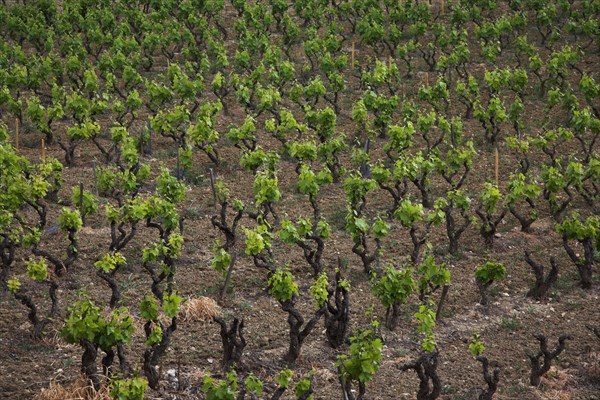 Provence428 Provence, village, vignoble, vignes de vin de Bandol