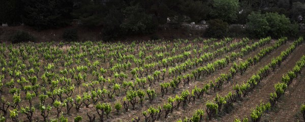 Provence429 Provence, village, vignoble, vignes de vin de Bandol