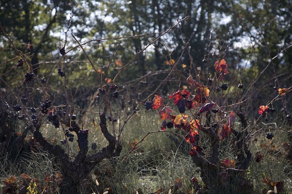 Provence430 Provence, Luberon, vignoble, ceps de vignes, vendanges tardives, automne