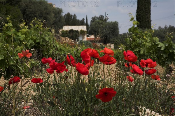 Provence431 Provence, mas provencal, coquelicots, Printemps