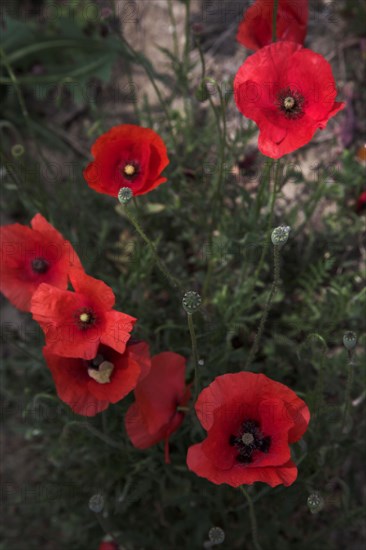 Provence432 Provence, coquelicots, Printemps