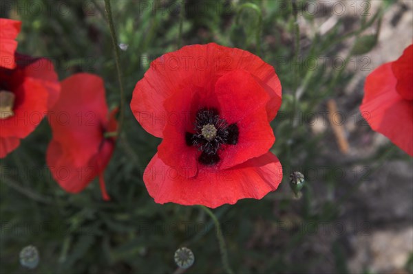 Provence433 Provence coquelicots, printemps