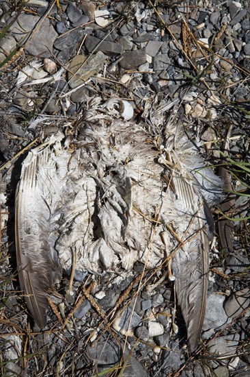 Provence628 Provence, environnement, écologie, oiseau mort, squelette d'oiseau