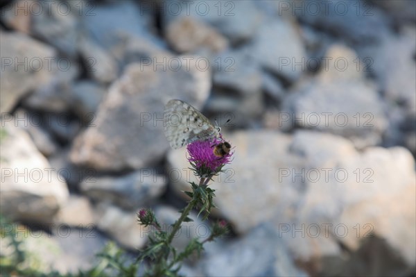 Provence638 Provence, Alpes de Haute Provence, Parc national du Mercantour, papillon butinant, randonnée, été
