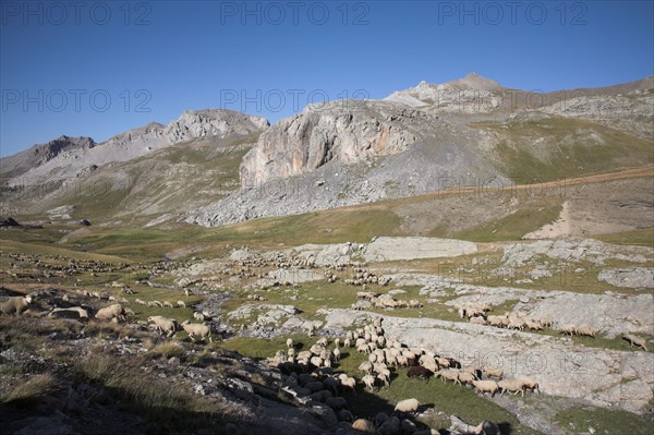 Provence666 Provence, Alpes de Haute Provence, Col de la Bonnette, troupeau de brebis et moutons, transhumance, été, route la plus haute de France et des Alpes, route la plus haute d'Europe