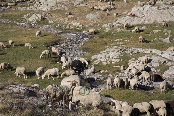 Provence668 Provence, Alpes de Haute Provence, Col de la Bonnette, troupeau de brebis et moutons, transhumance, été, route la plus haute de France et des Alpes, route la plus haute d'Europe