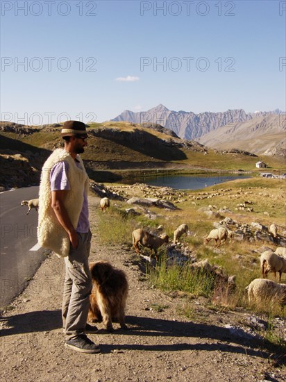 Provence670 Provence, Alpes de Haute Provence, Col de la Bonnette, berger et troupeau de brebis et moutons, transhumance, été, route la plus haute de France et des Alpes, route la plus haute d'Europe