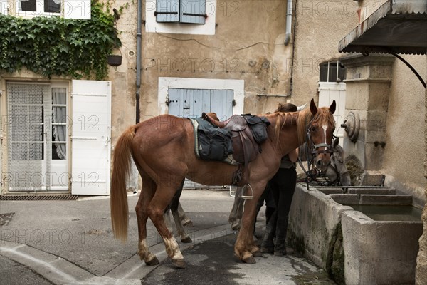 Provence706 Lubéron, randonnée équestre, halte à la fontaine