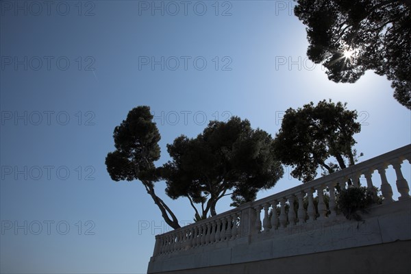 Provence765 Balcon sur la Méditerranée, pins et soleil (La Ciotat)