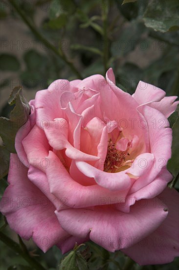 Provence684 jardin en Provence, rose ancienne rose pâle