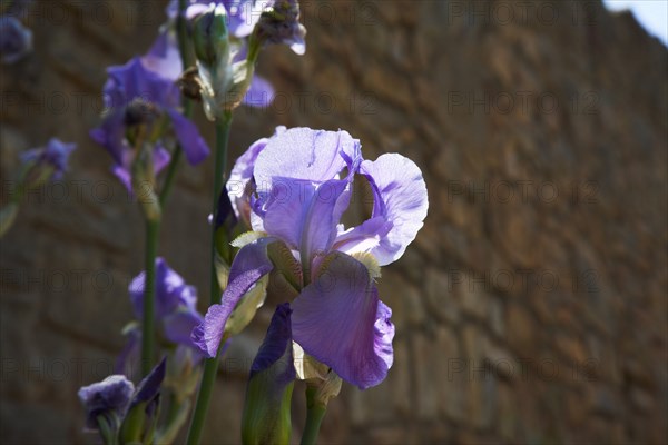 Provence858 Iris bleu et violet en Provence