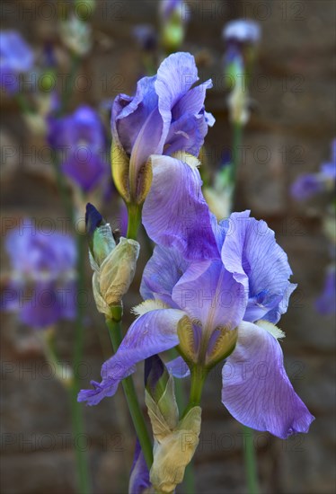 Provence859 Iris bleu et violet en Provence