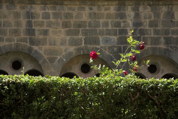 Provence805 Abbaye du Thoronet, le cloître : arcades géminées, oculus et chapiteaux, jardin de buis et roses