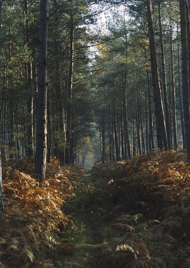 Forêt de Bord-Louvier, 2004