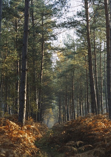 Forest of Bord-Louvier, 2004