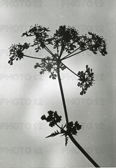 Cow Parsley, Anthriscus sylvestris