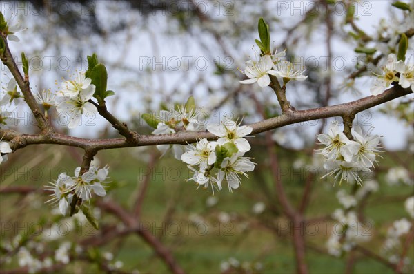 Blackthorn, Prunus spinosa