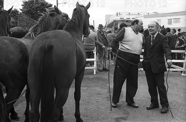 Killorglin horse fair, 1985