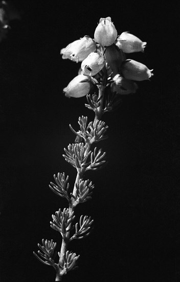 Bruyère cendrée