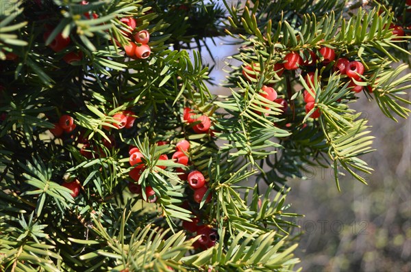Taxus baccata