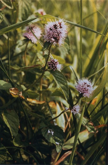Menthe aquatique